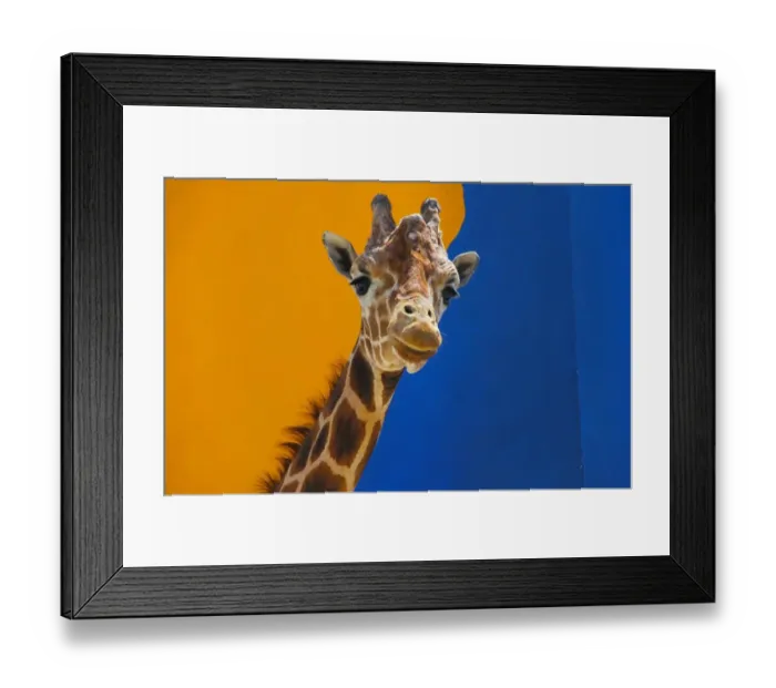Framed Print : Mexico-Animal-Giraffe Framed Print : Mexico-Animal-Giraffe