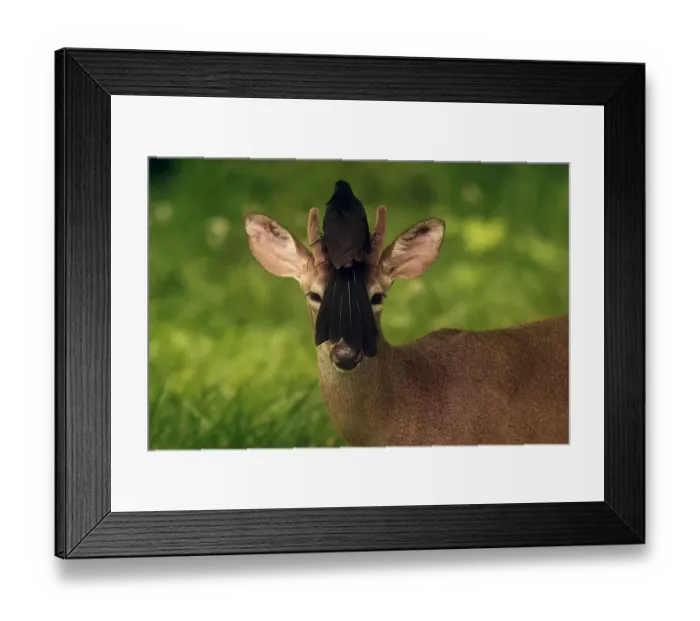 Framed Print : Salvador-Wildlife-Animal-Deer-Bird Framed Print : Salvador-Wildlife-Animal-Deer-Bird