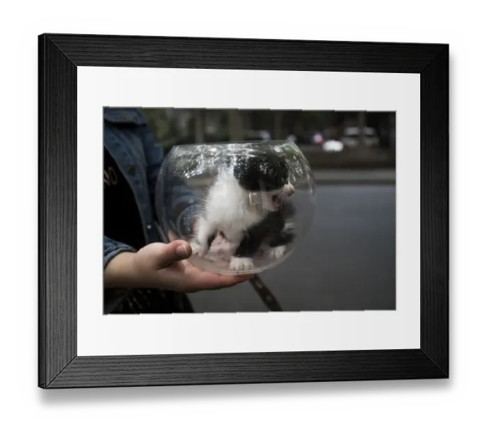 Framed Print : CHINA-CAT. A girl carries a kitten in a fish bowl through the streets of