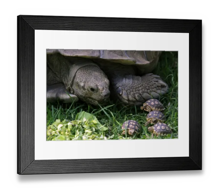 Framed Print : Mexico-Zoo-Turtles Framed Print : Mexico-Zoo-Turtles