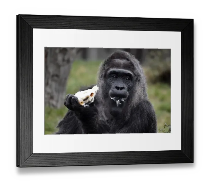 Framed Print : Germany-Animal-Zoo-Gorilla