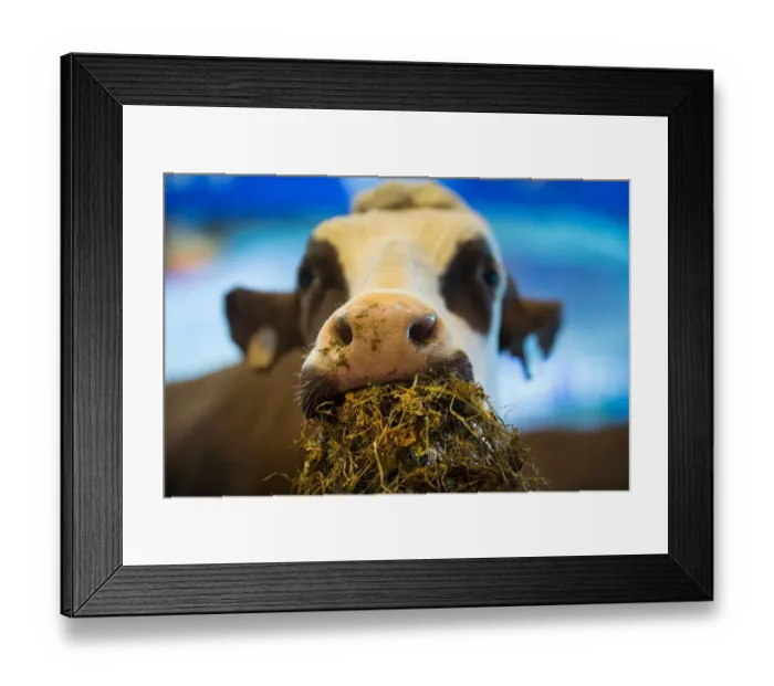 Framed Print : France-Agrilculture-Fair