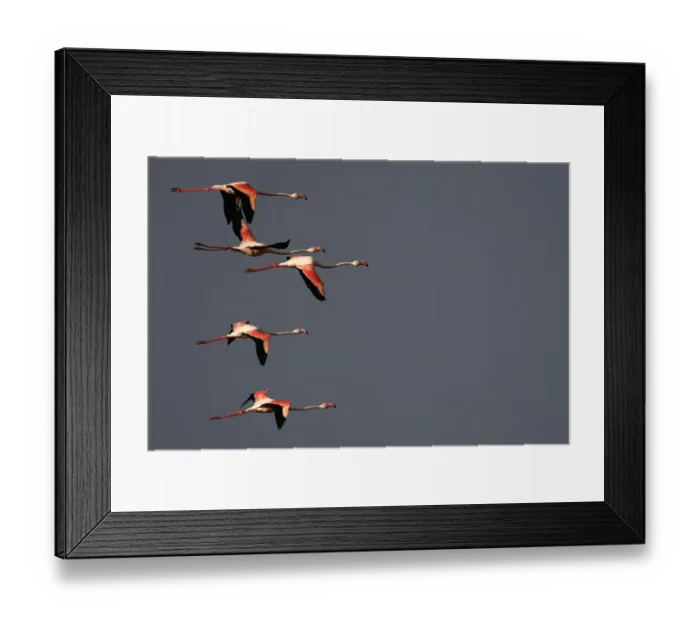 Framed Print : Italy-Animal-Bird-Feature Framed Print : Italy-Animal-Bird-Feature