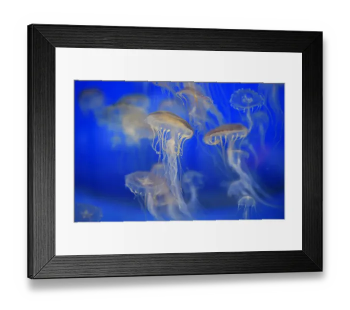 Framed Print : France-Sea-Animals