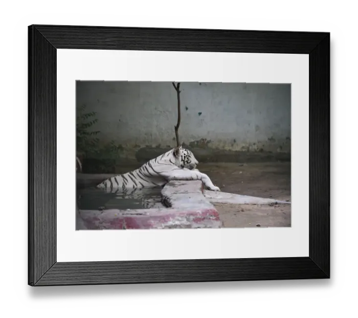 Framed Print : India-Weather-Animal Framed Print : India-Weather-Animal