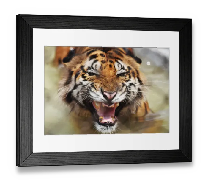 Framed Print : India-Weather-Animals