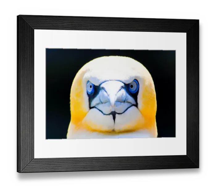 Framed Print : Germany-Zoo-Feature Framed Print : Germany-Zoo-Feature