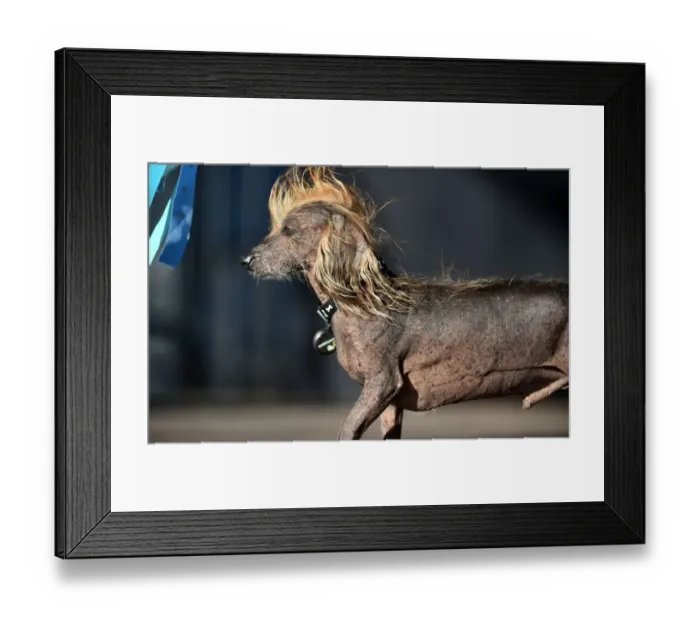 Framed Print : Worlds Ugliest Dog Competition Framed Print : Worlds Ugliest Dog Competition