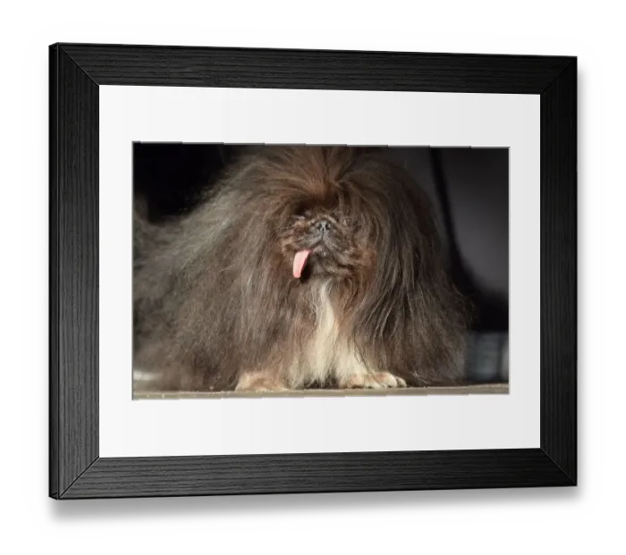 Framed Print : Worlds Ugliest Dog Competition