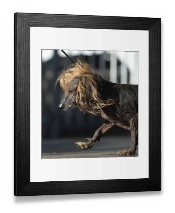 Framed Print : Worlds Ugliest Dog Competition