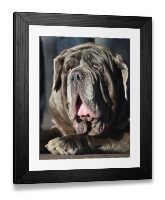 Framed Print : Worlds Ugliest Dog Competition Winner 2017 Framed Print : Worlds Ugliest Dog Competition Winner 2017