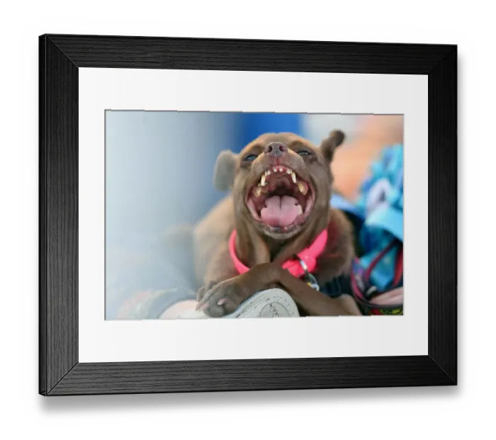 Framed Print : Worlds Ugliest Dog Competition