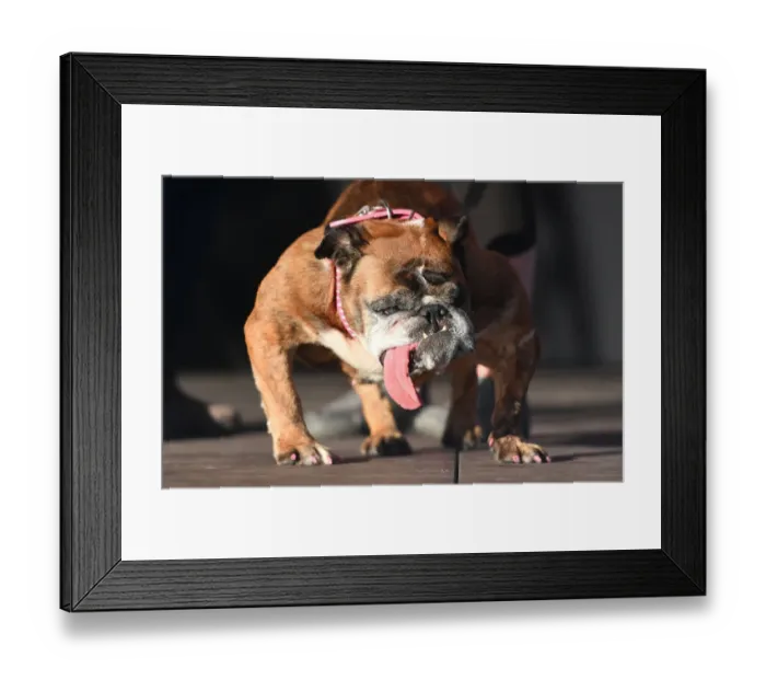 Framed Print : Worlds Ugliest Dog Competition
