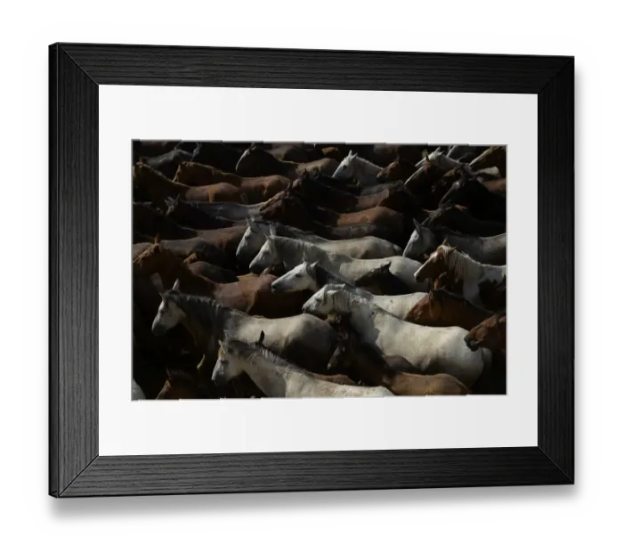 Framed Print : Spain-Tradition-Cattle-Horses-Donana