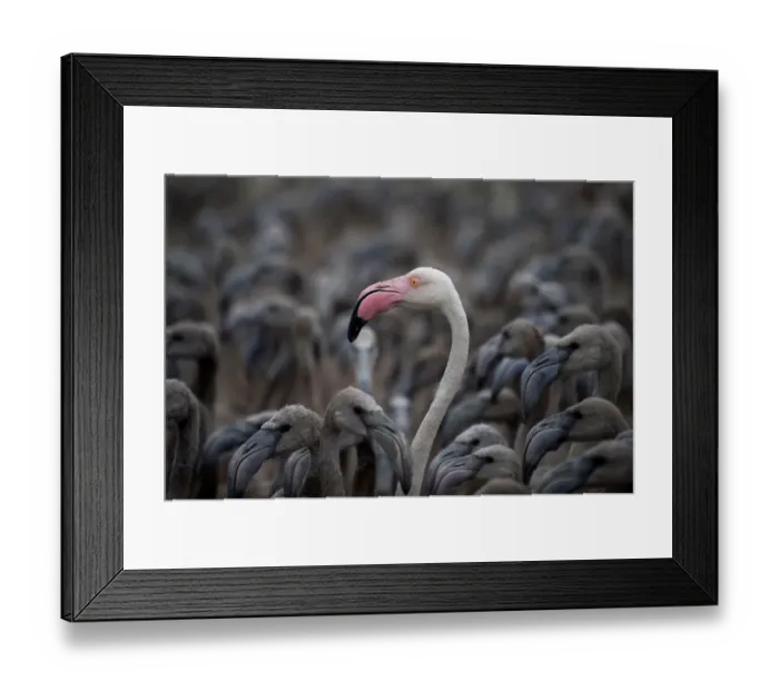Framed Print : Flamingos, Fuente de Piedra Lake