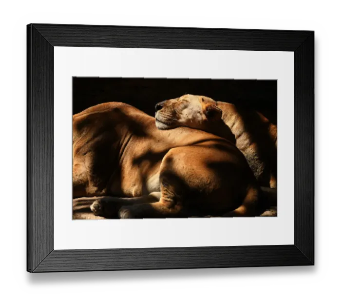 Framed Print : El Salvador-Animal-Zoo-Lion Framed Print : El Salvador-Animal-Zoo-Lion