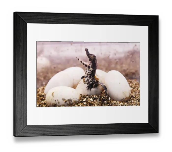 Framed Print : France-Animal-Zoo-Crocodile Framed Print : France-Animal-Zoo-Crocodile