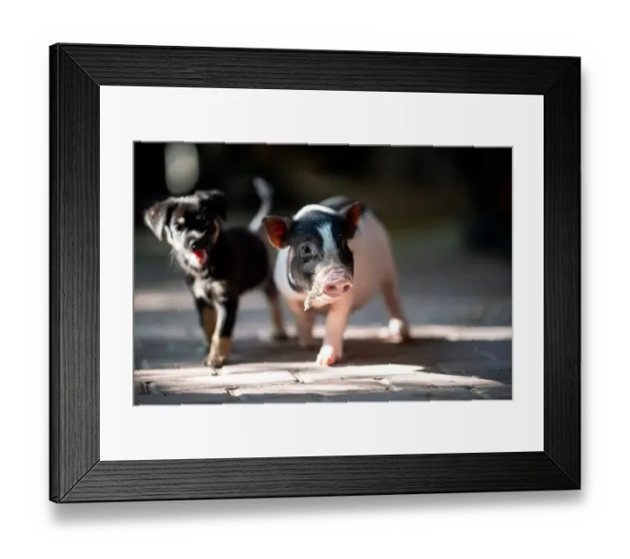 Framed Print : China-Animals