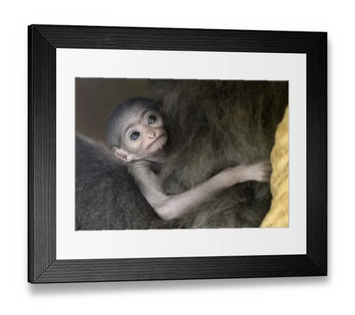 Framed Print : Baby Silvery Gibbon