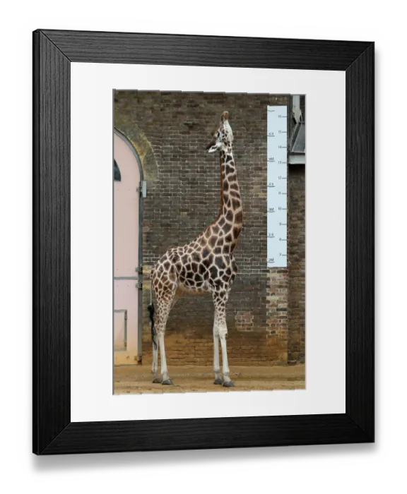 Framed Print : Britain-Animals-Offbeat