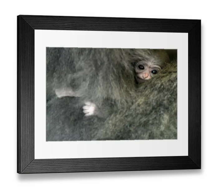 Framed Print : Silvery gibbon Alangalang holds her one week old baby