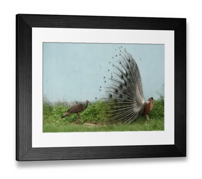 Framed Print : India-Animal-Peacock