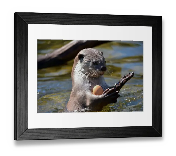 Framed Print : France-Weather-Animal-Heatwave Framed Print : France-Weather-Animal-Heatwave