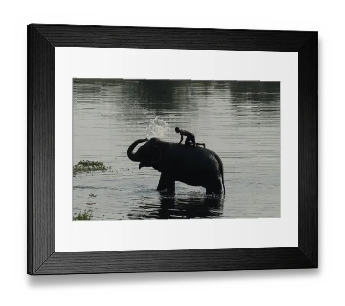 Framed Print : India-Society-Animal-Elephant