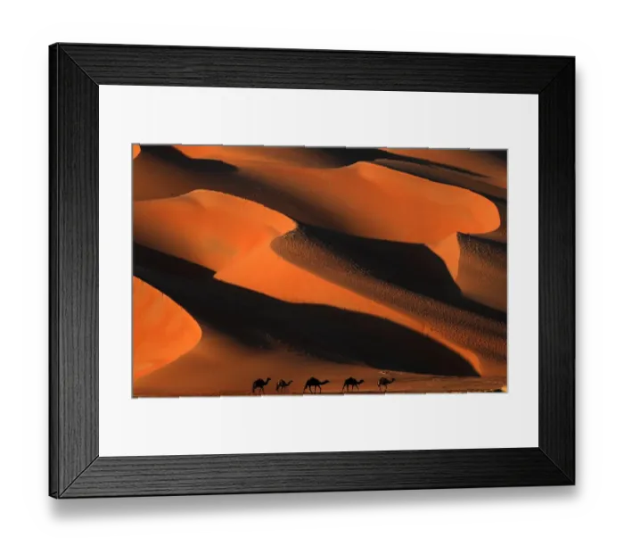 Framed Print : Uae-Desert-Camel-Festival