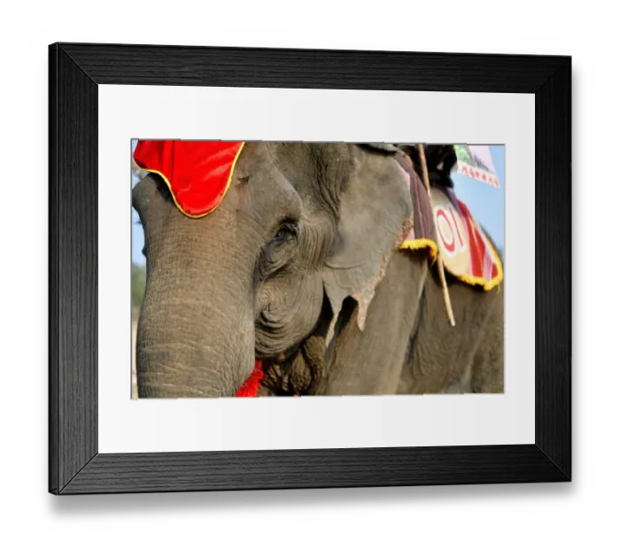 Framed Print : Thirty-five year old elephant named Kham On, arrives to take part in the race during the Buon Don elephant festival