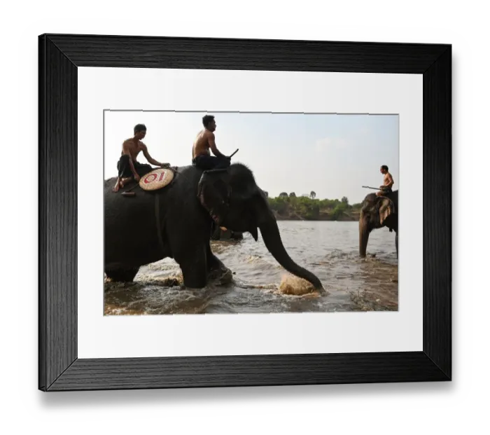 Framed Print : Mahouts prepare to take part in a river swimming race during the Buon Don elephant festival Framed Print : Mahouts prepare to take part in a river swimming race during the Buon Don elephant festival