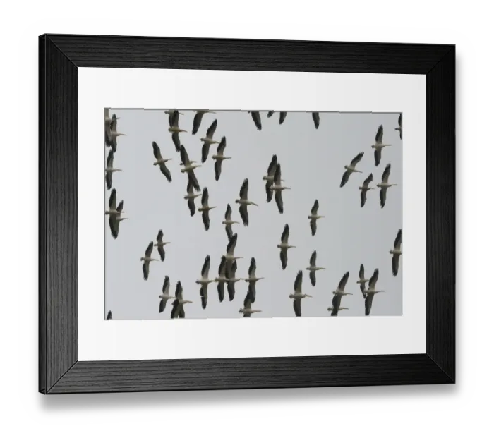 Framed Print : Lebanon-Nature-Spring-Migration