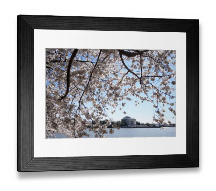 Framed Print : Washingtons famed cherry trees expected to reach peak blossom Framed Print : Washingtons famed cherry trees expected to reach peak blossom