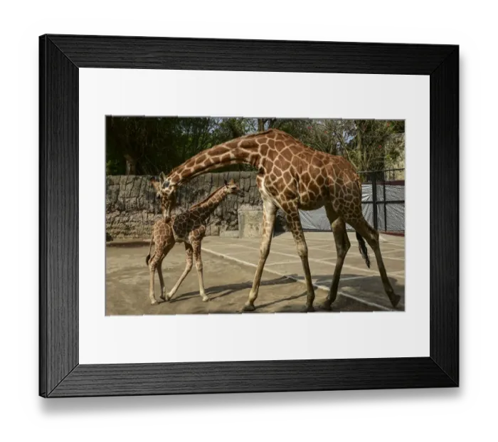 Framed Print : Mexico-Zoo-Giraffe Framed Print : Mexico-Zoo-Giraffe