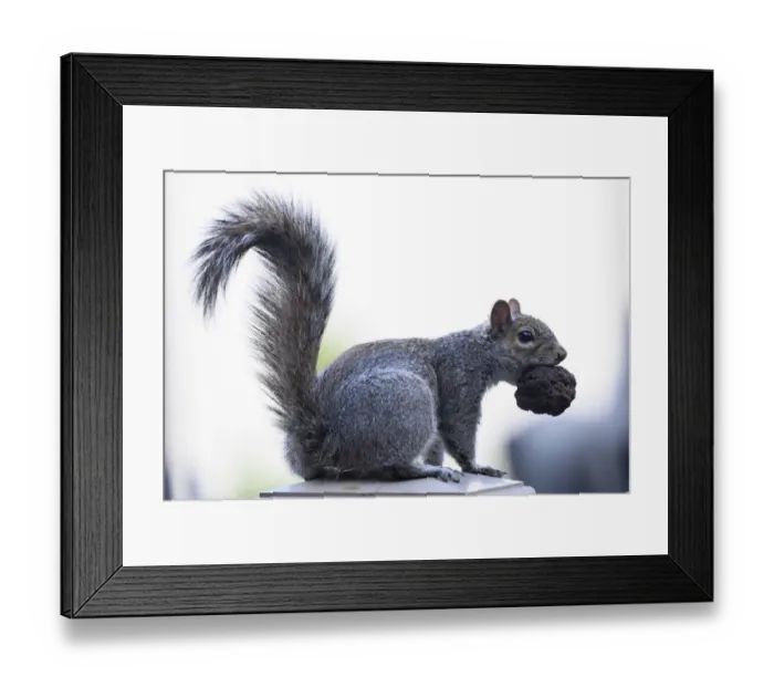 Framed Print : Us-Animal-Squirrel Framed Print : Us-Animal-Squirrel