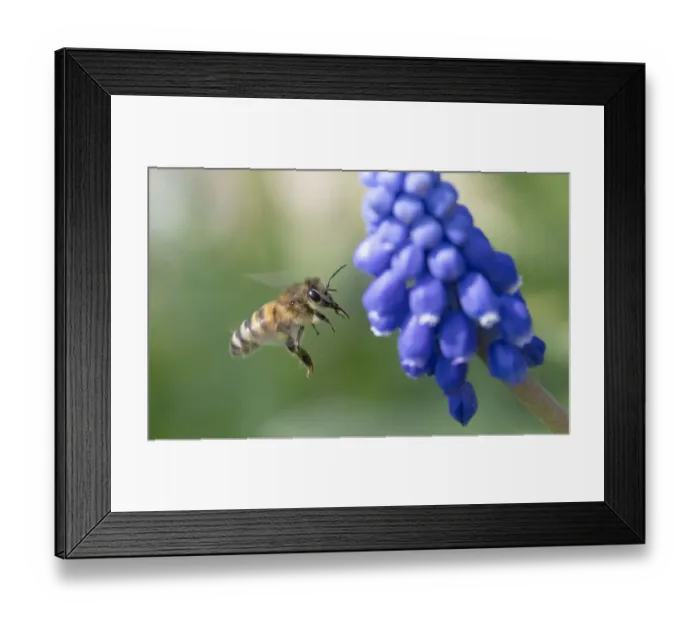 Framed Print : Germany-Exhibition-Horticultural-Weather Framed Print : Germany-Exhibition-Horticultural-Weather