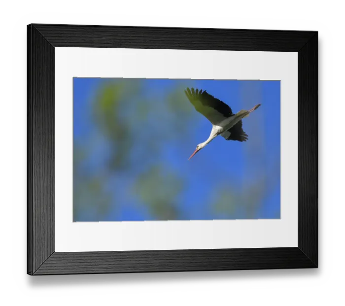 Framed Print : France-Animal-Bird-Feature Framed Print : France-Animal-Bird-Feature