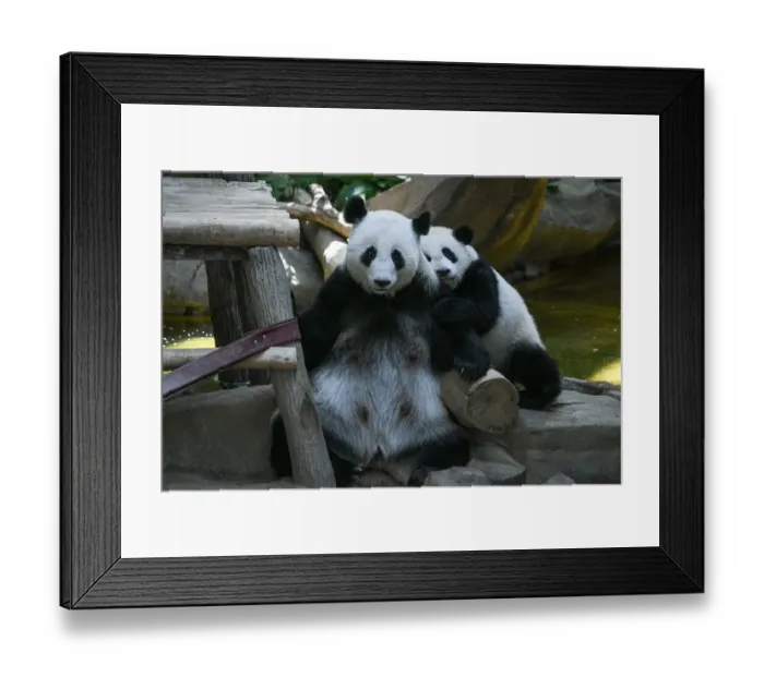 Framed Print : Malaysia-China-Animal-Panda