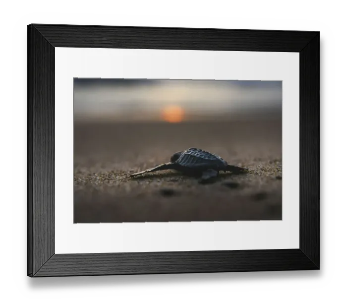 Framed Print : Indonesia-Animal-Turtle