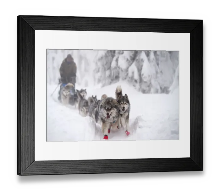 Framed Print : Czech-Sport-Animal-Sled Framed Print : Czech-Sport-Animal-Sled