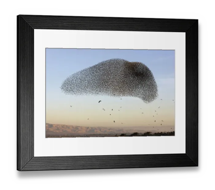 Framed Print : Palestinian-Israel-Nature-Animal-Bird Framed Print : Palestinian-Israel-Nature-Animal-Bird