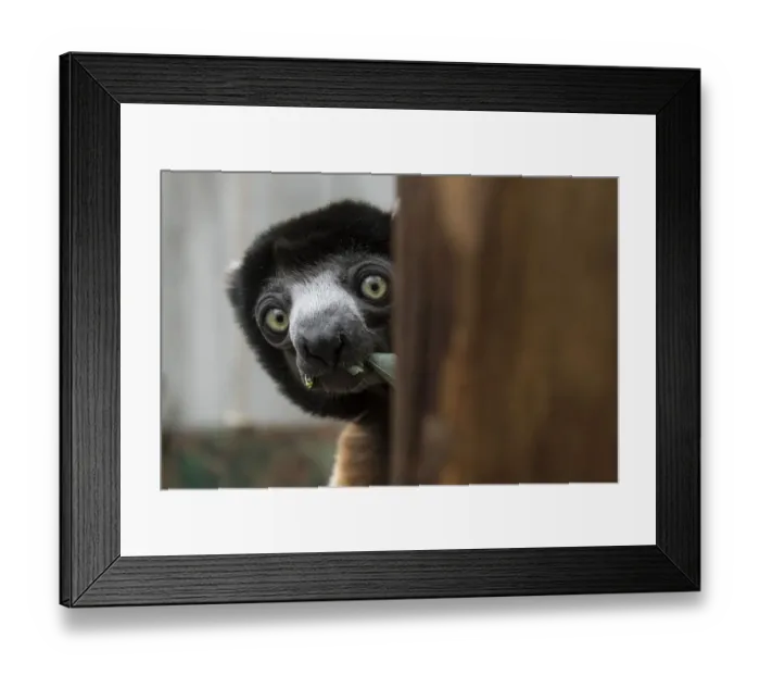 Framed Print : France-Zoo-Animal-Sifaka