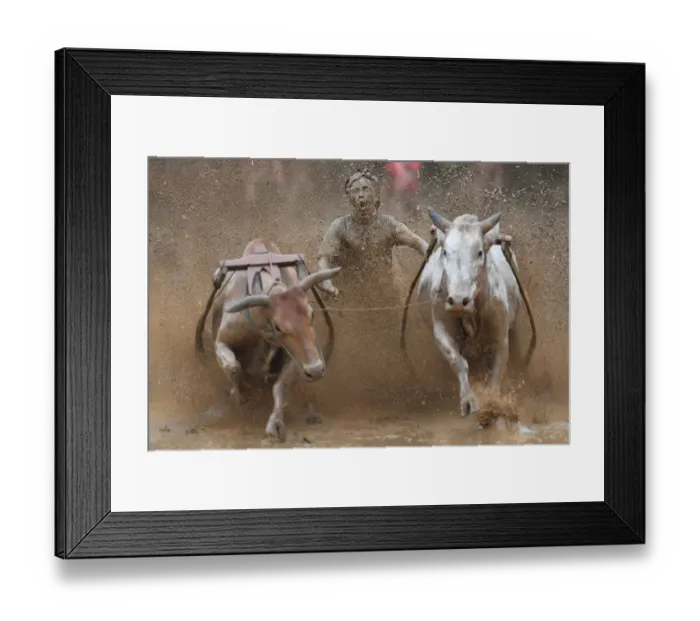 Framed Print : Indonesia-Culture-Traditional-Sport-Bull-Race
