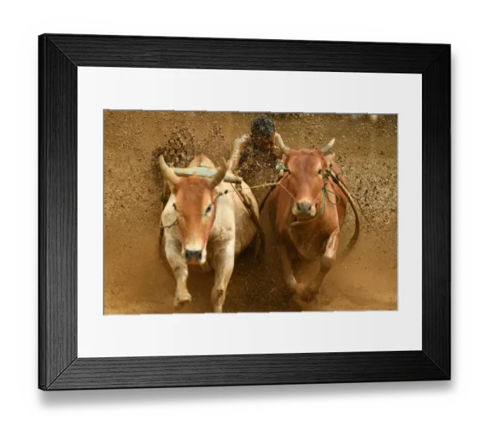 Framed Print : Indonesia-Culture-Traditional-Sport-Bull-Race