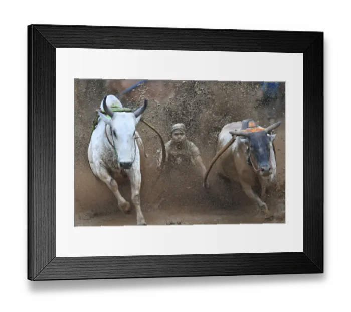 Framed Print : Indonesia-Culture-Traditional-Sport-Bull-Race