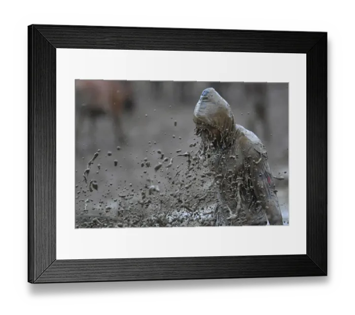 Framed Print : Indonesia-Tradition