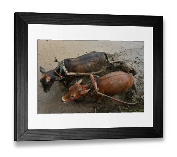 Framed Print : Indonesia-Tradition Framed Print : Indonesia-Tradition