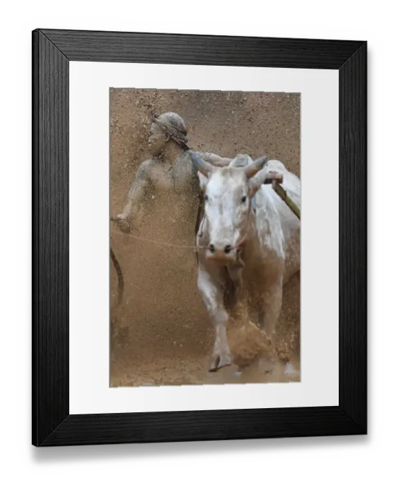 Framed Print : Indonesia-Culture-Traditional-Sport-Bull-Race