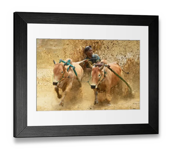 Framed Print : Indonesia-Culture-Traditional-Sport-Bull-Race