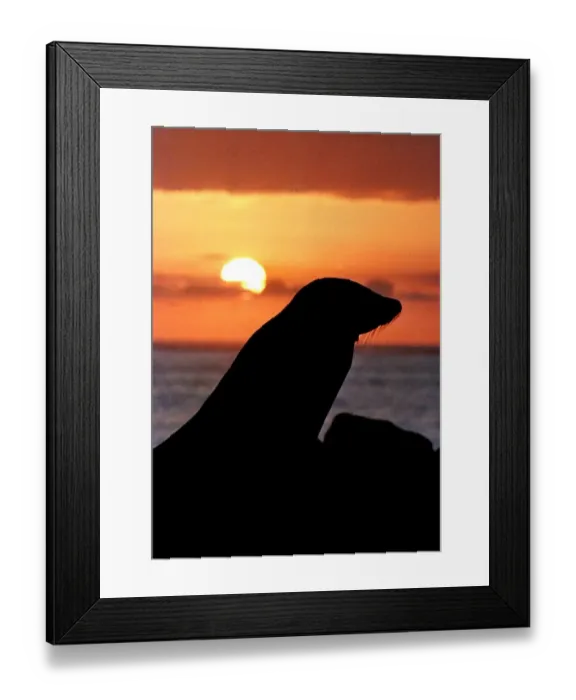 Framed Print : Ecuador-Galapagos-Seal-Jessica Framed Print : Ecuador-Galapagos-Seal-Jessica